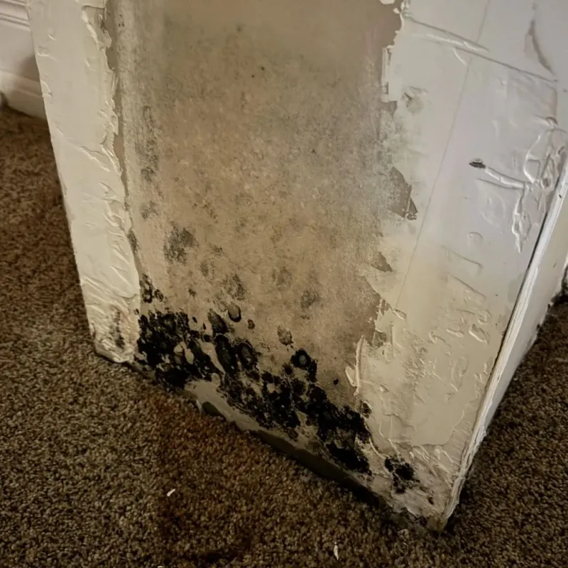 Professional Mold Removal in Palmyra, WI